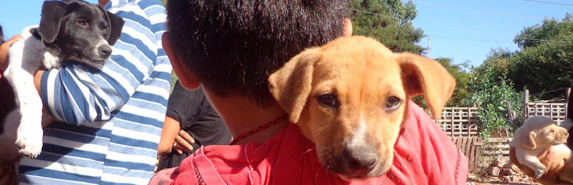 Movil de salud animal