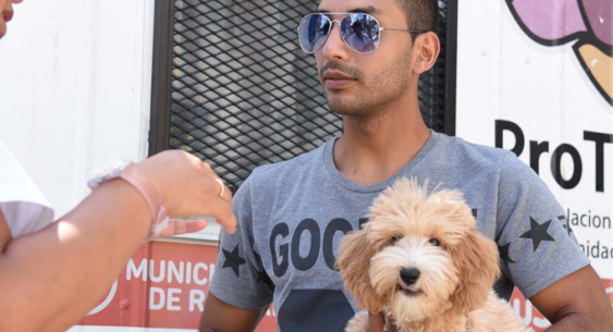 movil mascotas movil mascotas