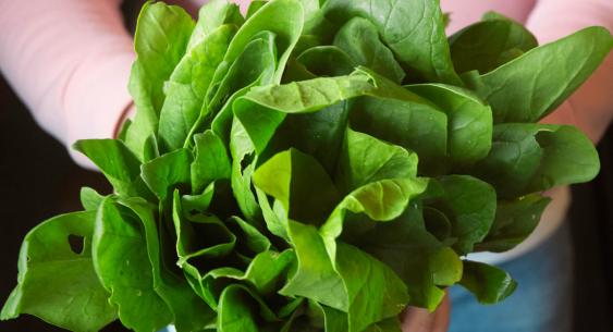 lechuga verduras