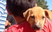 Movil de salud animal