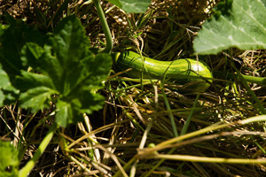 Cosecha en cinturón verde