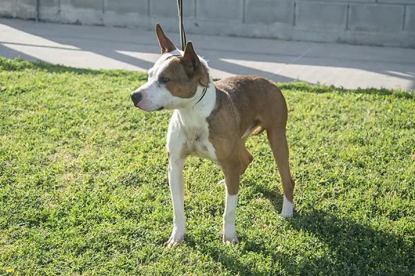 Chimi Macho joven