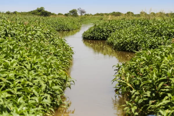 Delta del paraná