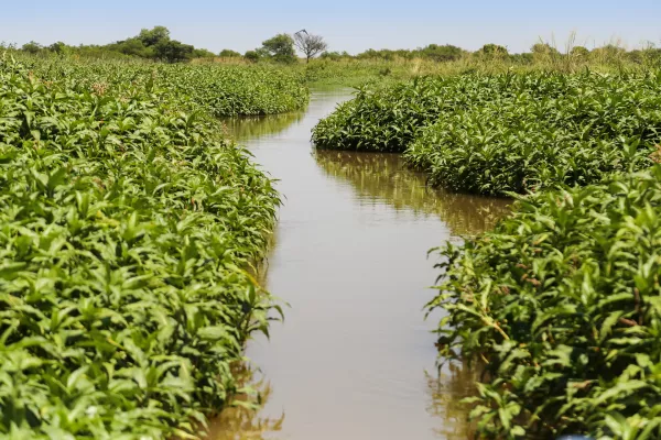 Delta del Paraná: la Justicia falló a favor del Municipio para recuperar 800 hectáreas de humedales Delta del Paraná: la Justicia falló a favor del Municipio para recuperar 800 hectáreas de humedales