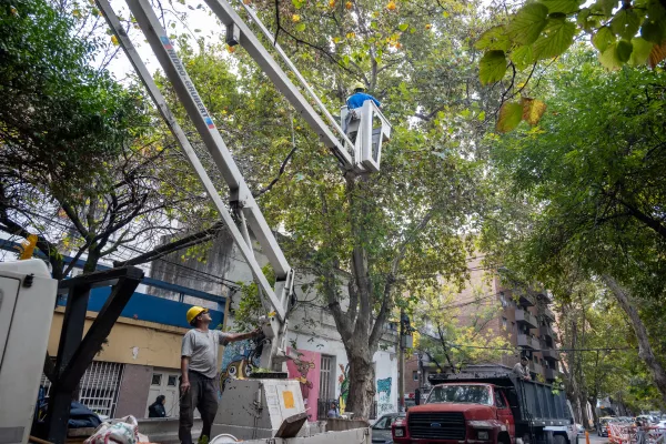 El municipio realizará trabajos de mantenimiento del arbolado público este domingo