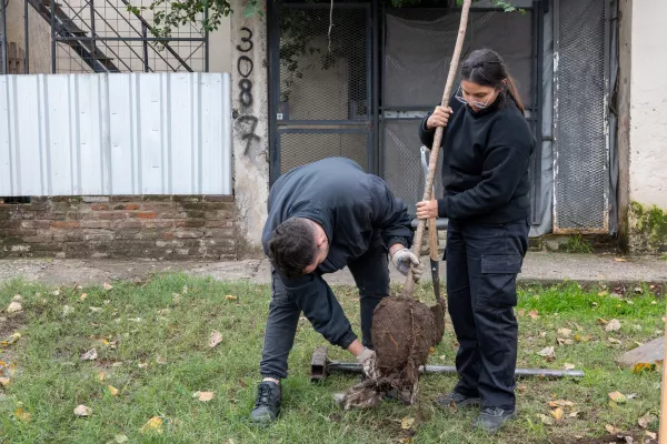 Continúa la plantación de árboles en barrios de todos los distritos