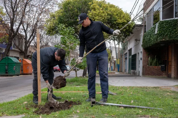 Continúa la plantación de árboles en distintos puntos de la ciudad