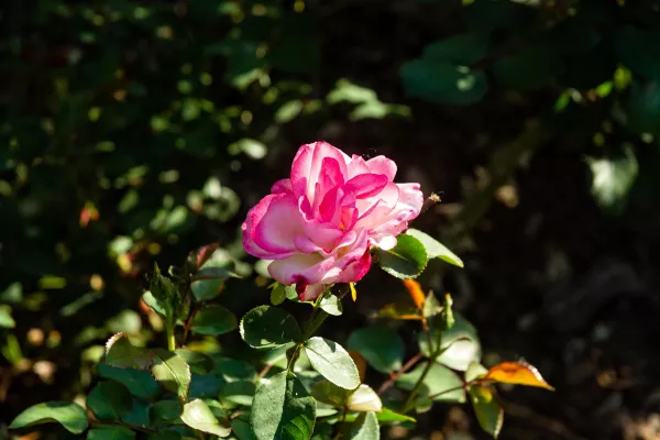 La Escuela de Jardinería dictará talleres sobre rosales durante el mes de julio