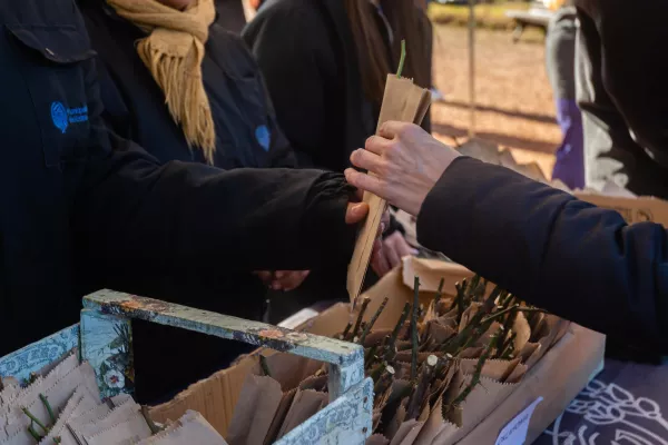 El Rosedal en casa: anuncian la entrega de esquejes en el parque de la Independencia