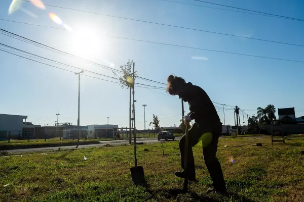 Continúa la plantación de árboles en distintos puntos de la ciudad
