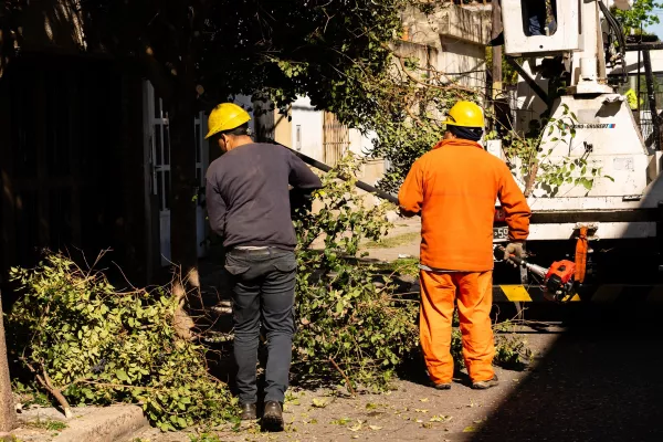 La Municipalidad lleva adelante trabajos de mantenimiento del arbolado en barrios de toda la ciudad
