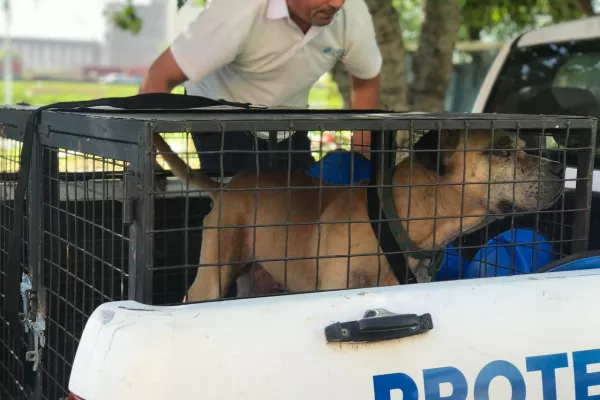Agentes municipales rescataron un perro que estaba atado a la intemperie sin ningún tipo de atención