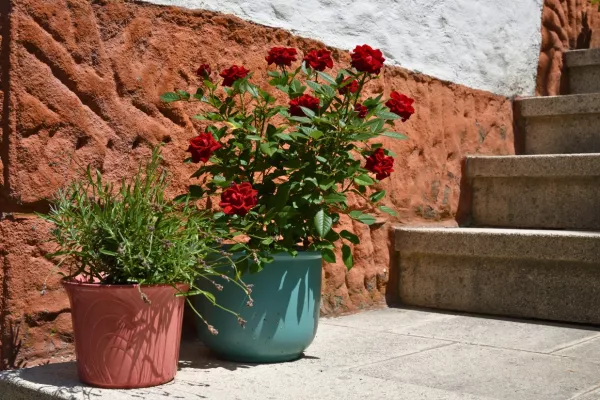 Dictarán nuevos talleres abiertos a la comunidad en la Escuela Municipal de Jardinería durante febrero