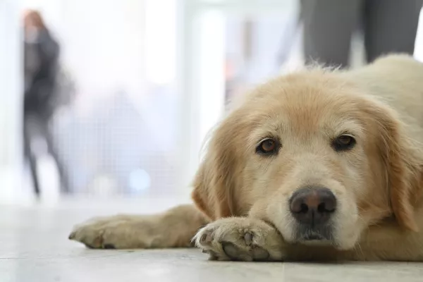 El Hospital de Salud Animal ya atendió a más de 1.100 perros y gatos desde su inauguración