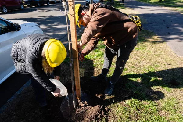 Avanza la plantación de árboles en distintos puntos de la ciudad