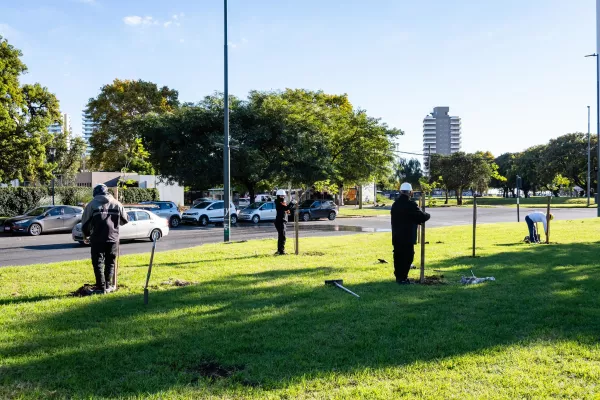 El municipio plantó más de 40 árboles nativos en la rotonda Venesia