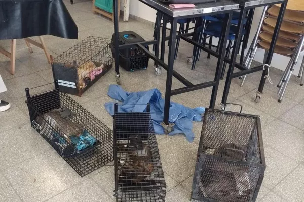 Agentes municipales participaron en zona norte de un operativo de captura y castración de 19 animales 