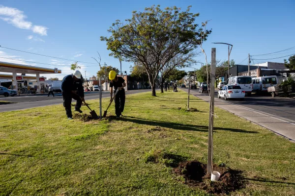 Continúa la plantación de árboles en distintos puntos de la ciudad
