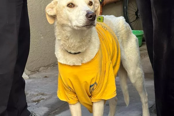 Agentes municipales rescataron a un perro que estaba desnutrido y atado en el patio de una casa 