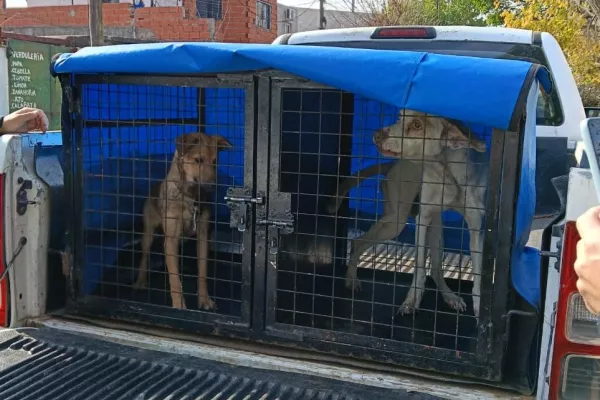 Maltrato animal: agentes municipales rescataron a dos perros en distintos operativos