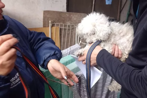 Agentes municipales rescataron a un caniche en estado de abandono y a la intemperie en el techo de una casa  