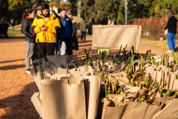 El viernes 17 continúa la entrega de esquejes de rosas en el Parque de la Independencia