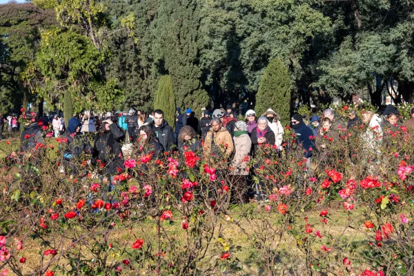 Gran convocatoria en el Parque de la Independencia para la primera entrega de esquejes de rosas 
