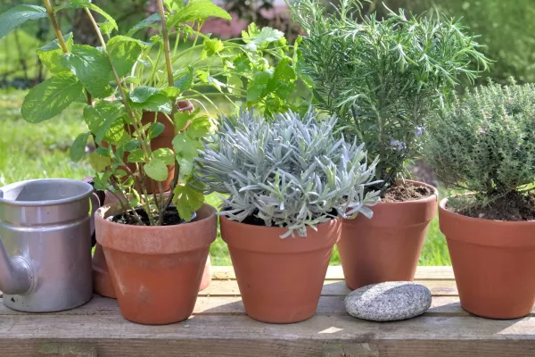 La Escuela de Jardinería ofrece cursos y talleres abiertos destinados a toda la comunidad
