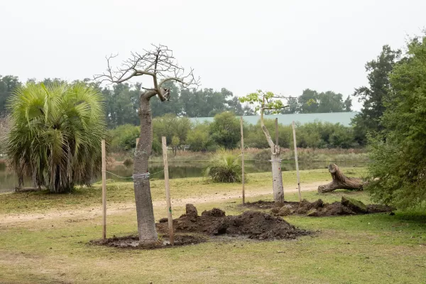 El municipio realiza un minucioso operativo para transplantar árboles desde La Florida al Bosque de los Constituyentes