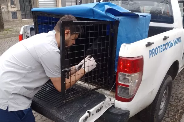 Agentes municipales rescataron una perrita abandonada y con problemas de salud que ya tiene hogar definitivo