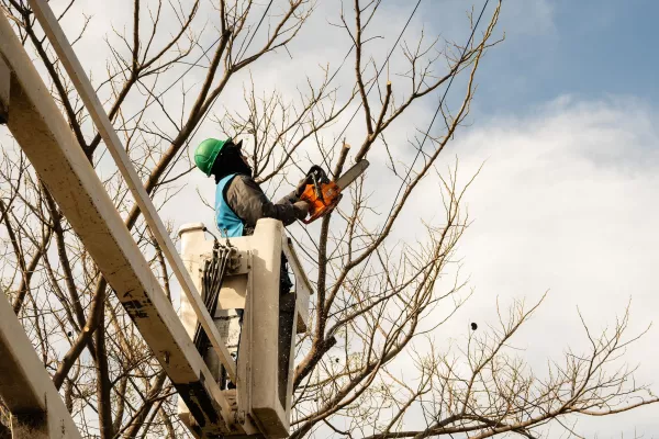 El municipio lleva adelante trabajos de mantenimiento del arbolado público en distintos barrios