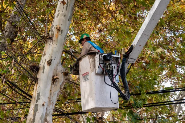 El municipio continúa con los trabajos de mantenimiento del arbolado público en distintos barrios 