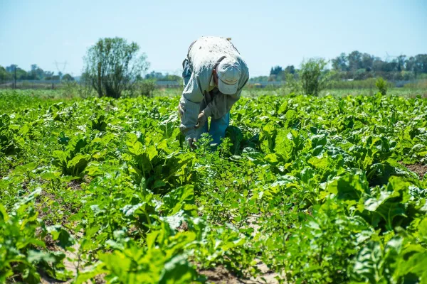 Avanzan en la búsqueda de alternativas productivas que reduzcan el uso de insumos químicos