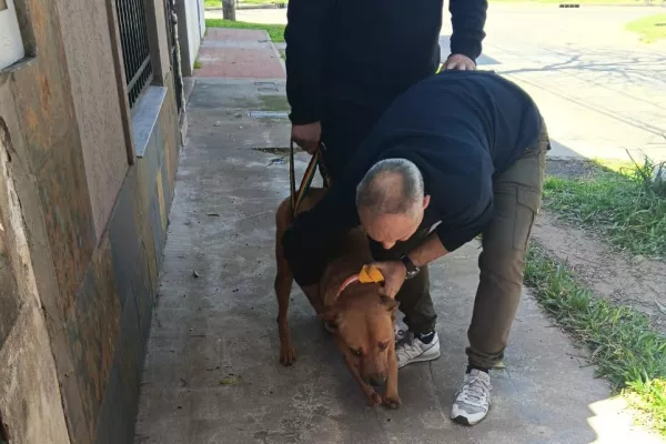 Rescatan a un perro que fue hallado en una terraza con sus dos patas delanteras amputadas