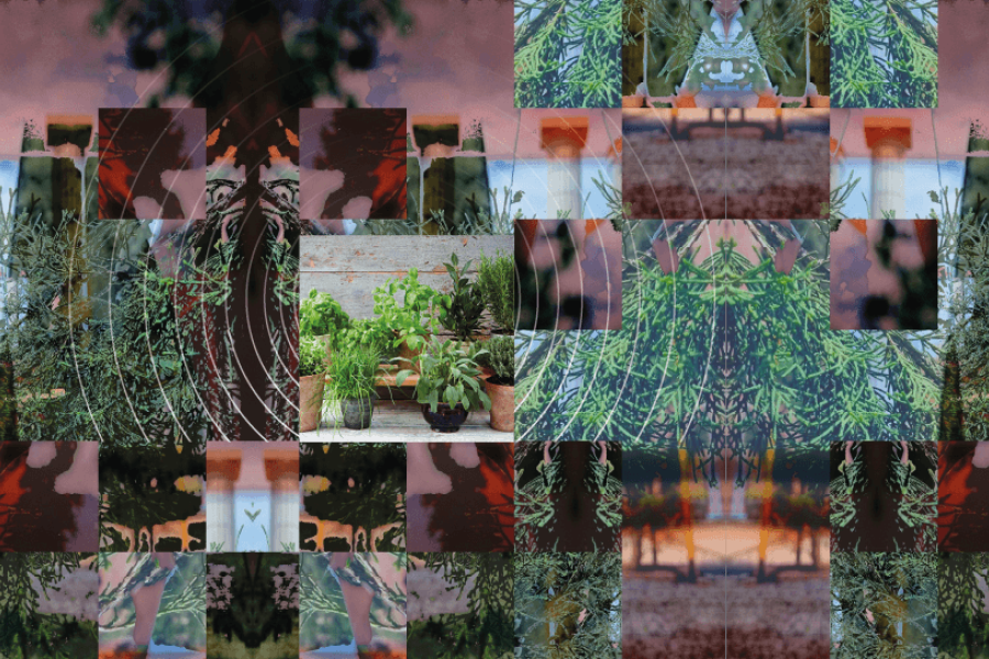 collage de fotos de vegetación y plantas aromáticas