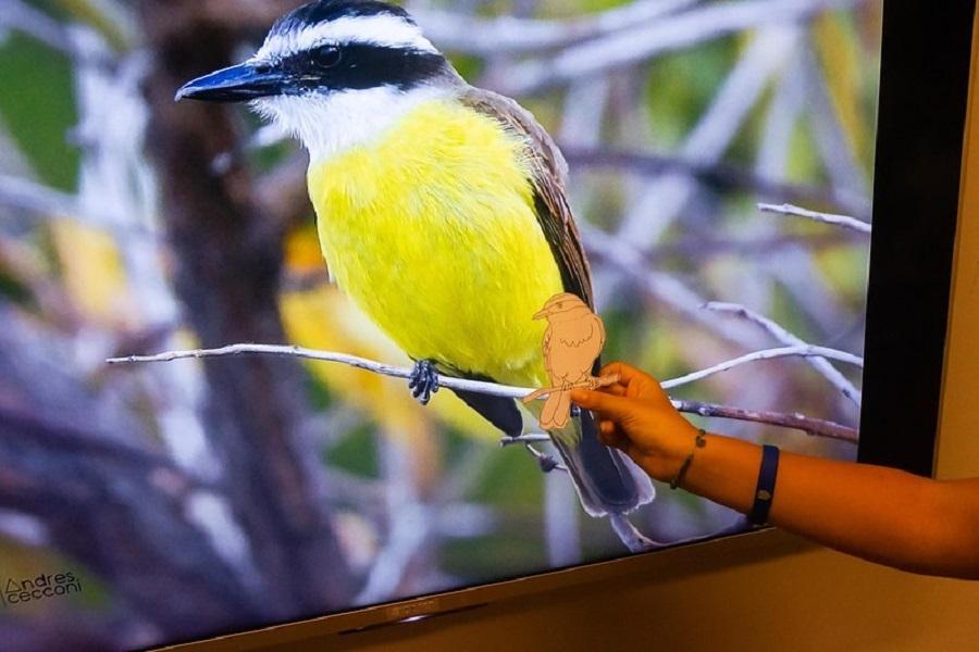 En la imagen se ve una mano apoyando un papel con forma de pájaro, en el cual a su vez está dibujado en lápiz el pájaro, que es un benteveo; sobre un TV LED reproduciendo la fotografía a color de esta misma ave posada sobre una rama
