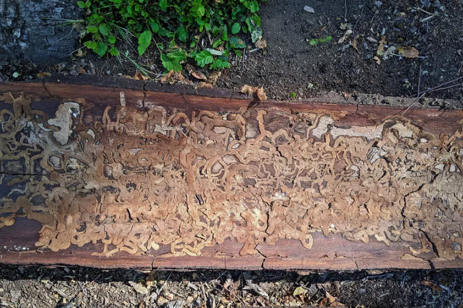 textura de la corteza de un tronco