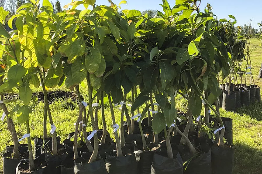 Usina de árboles nativos - taller ambiente