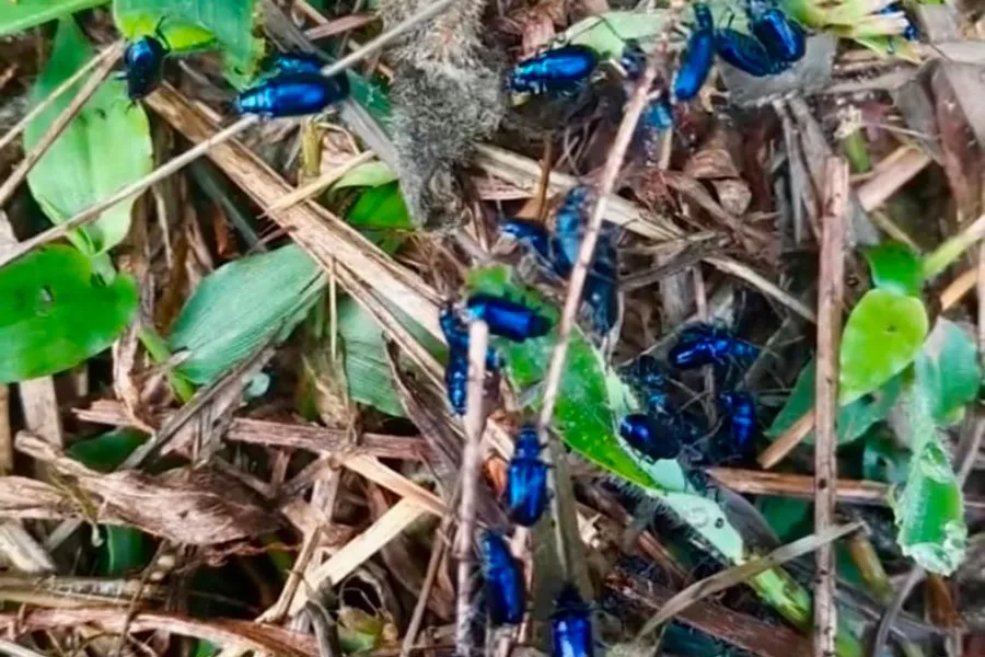 bichos en el pasto