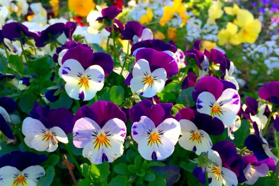 Flores de un cantero invernal