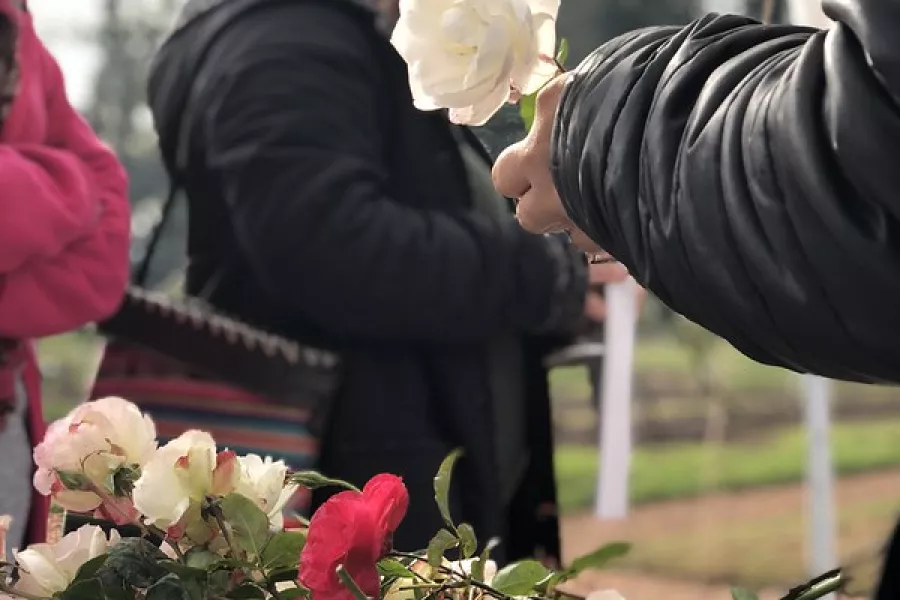 Esqueje de rosal