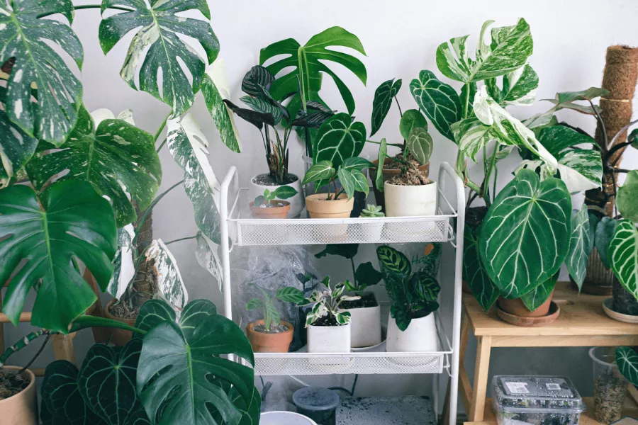 Plantas de interior