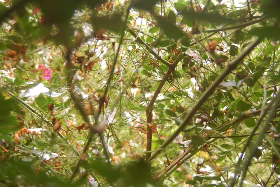hojas y ramas de un árbol, vistas desde abajo