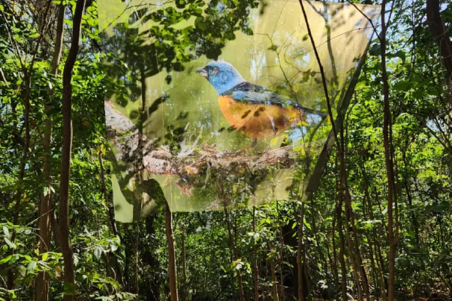 Fotografía sublimada en tela traslucida de un ave entre arboles.
