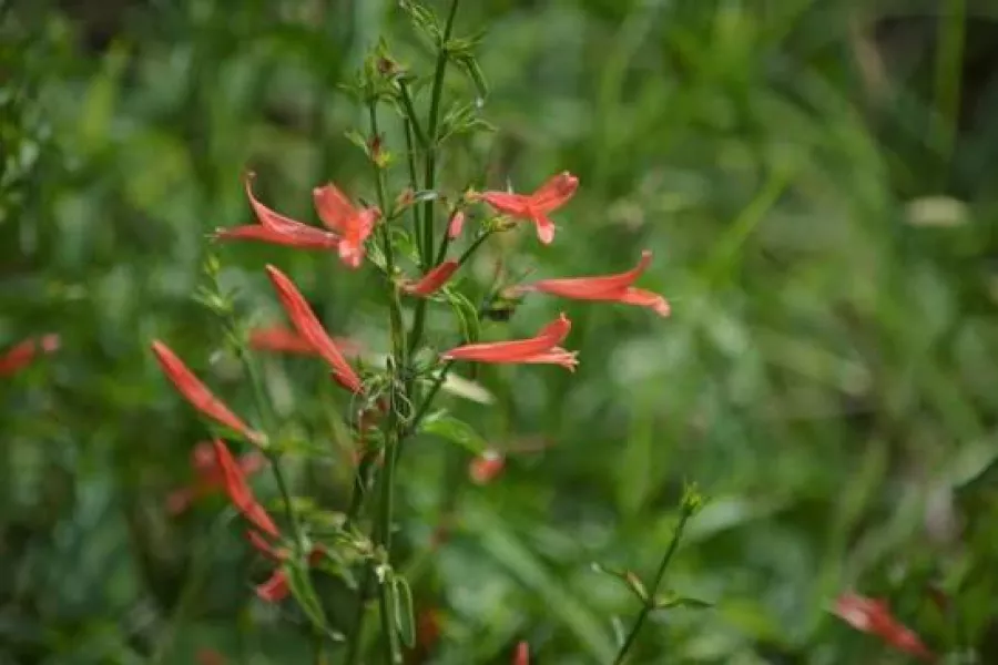 Herbáceas 