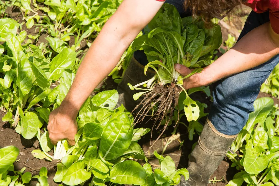Huerta de la Escuela de Jardinería