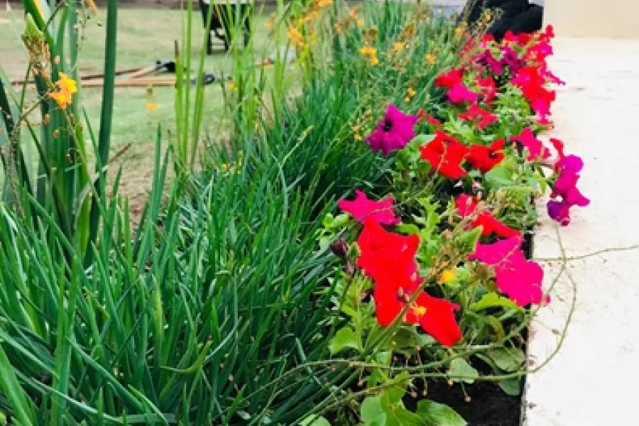 Taller plantas de interior
