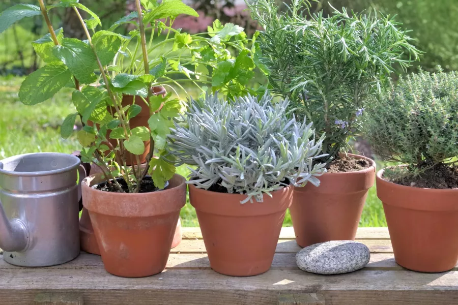 Plantas aromáticas