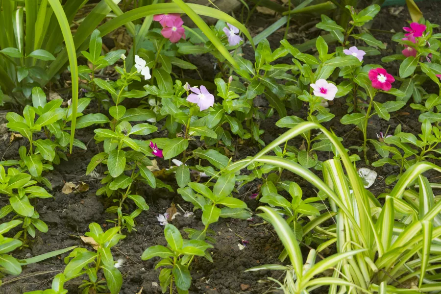 Jardinería