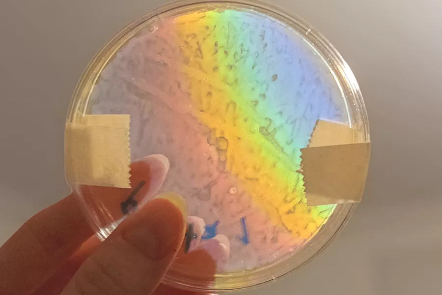 Microbiología del arcoiris